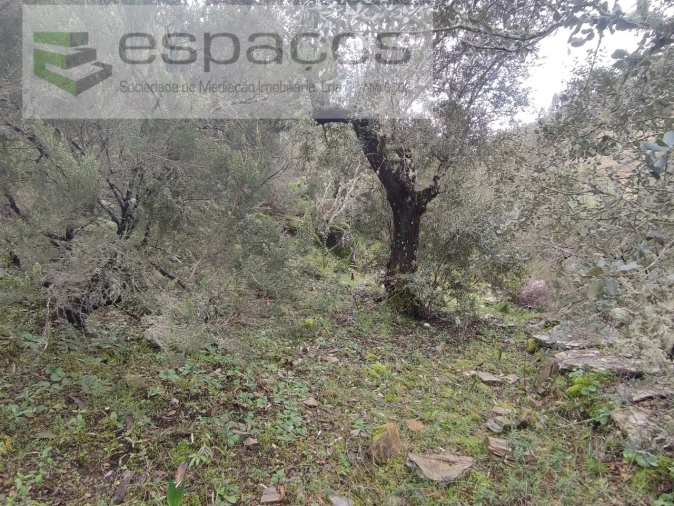 Terreno Agricola ou Rústico para Venda em Sarnadas de Rodão Foto 9