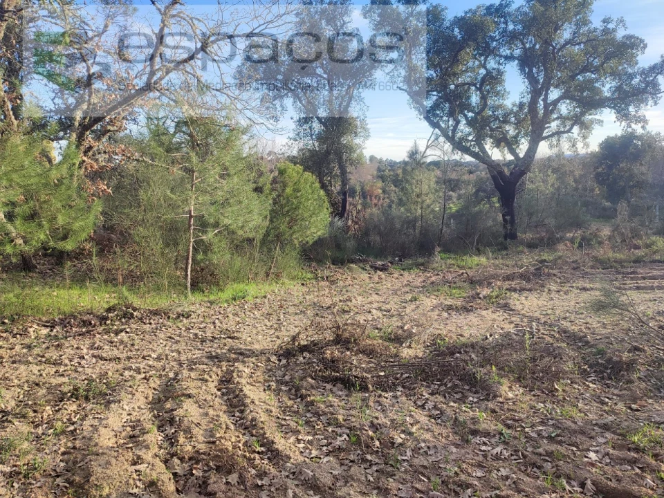 Terreno Agricola ou Rústico para Venda em Póvoa de Rio de Moinhos e Cafede Foto 14