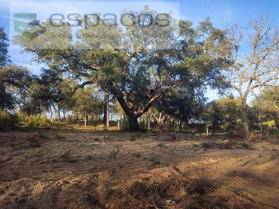 Terreno Agricola ou Rústico para Venda em Póvoa de Rio de Moinhos e Cafede Foto 1