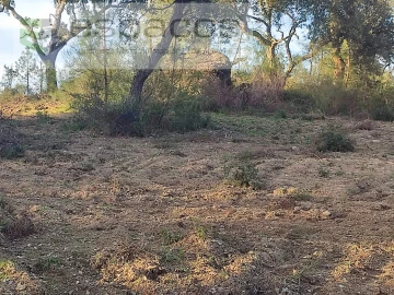Terreno Agricola ou Rústico para Venda em Póvoa de Rio de Moinhos e Cafede