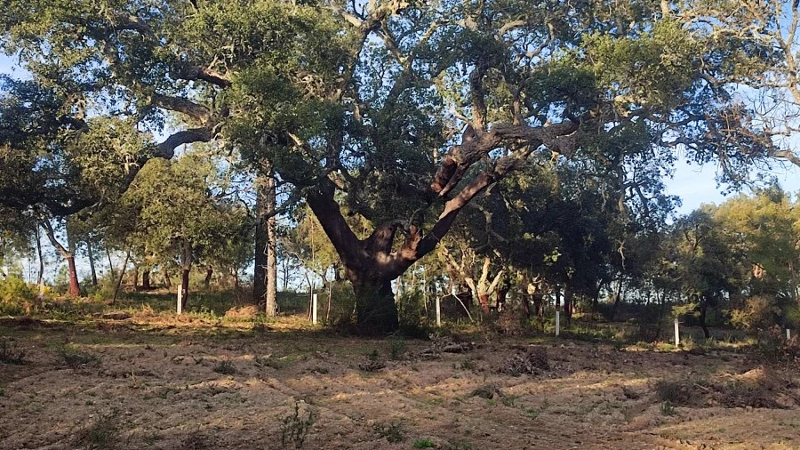 Terreno Agricola ou Rústico para Venda em Póvoa de Rio de Moinhos e Cafede