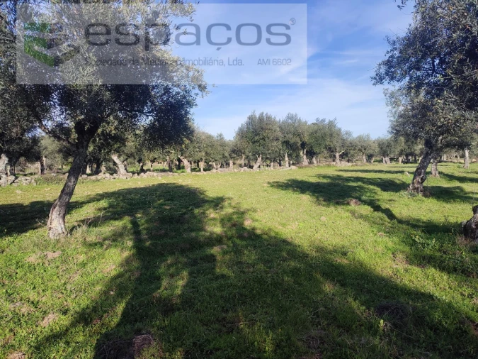 Quinta para Venda em Póvoa de Rio de Moinhos e Cafede Foto 12