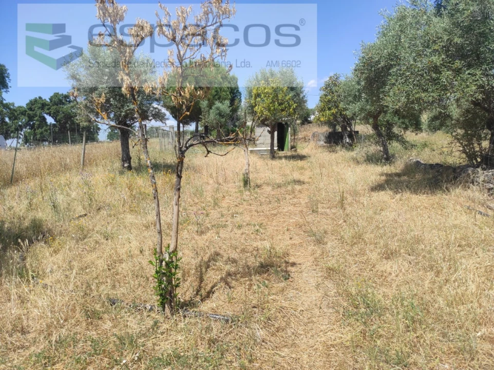 Quinta para Venda em Escalos de Baixo e Mata Foto 15