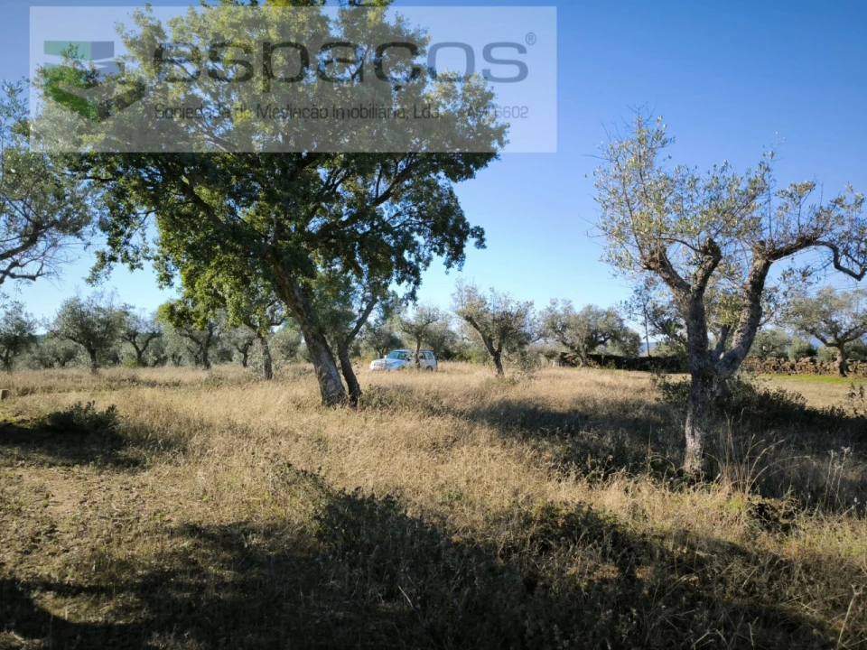 Terreno Agricola ou Rústico para Venda em Salgueiro do Campo Foto 2