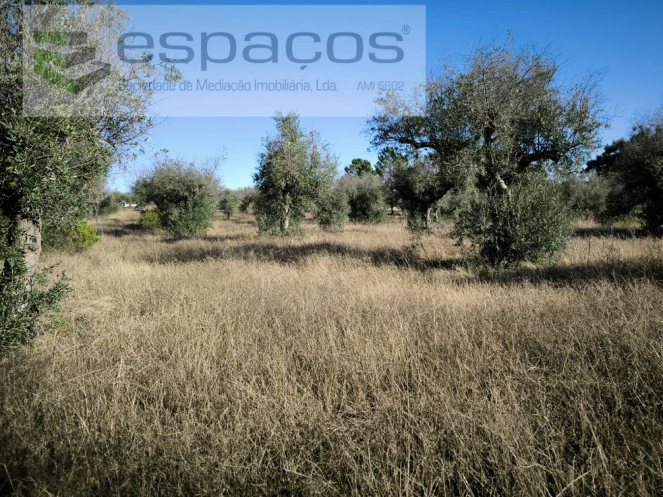 Terreno Agricola ou Rústico para Venda em Salgueiro do Campo Foto 5