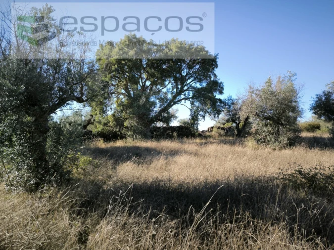 Terreno Agricola ou Rústico para Venda em Salgueiro do Campo
