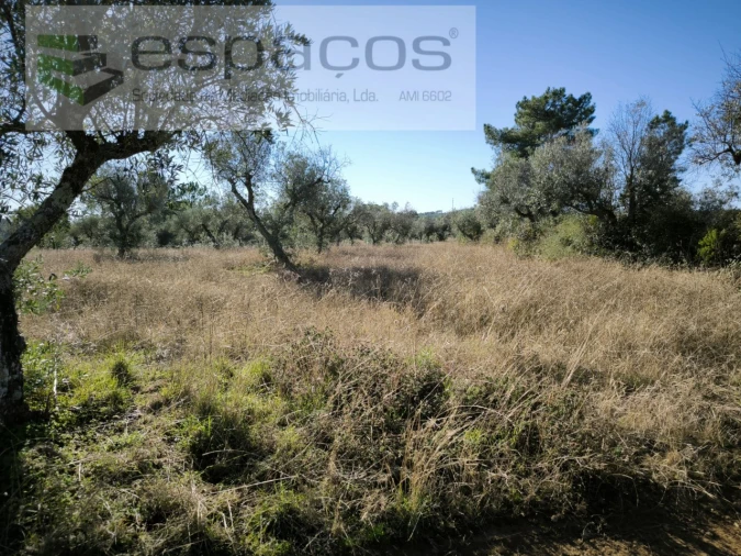 Terreno Agricola ou Rústico para Venda em Salgueiro do Campo Foto 3