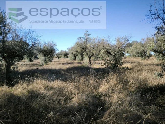 Terreno Agricola ou Rústico para Venda em Salgueiro do Campo Foto 4