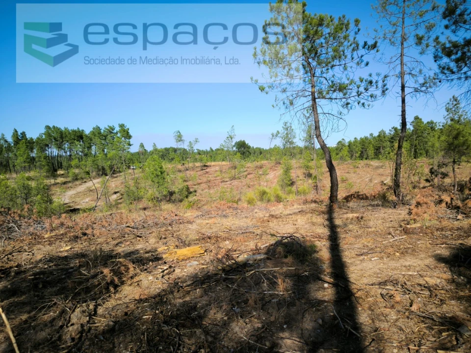 Terreno Agricola ou Rústico para Venda em Sarzedas Foto 1