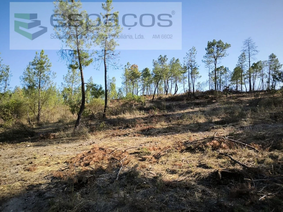 Terreno Agricola ou Rústico para Venda em Sarzedas Foto 2