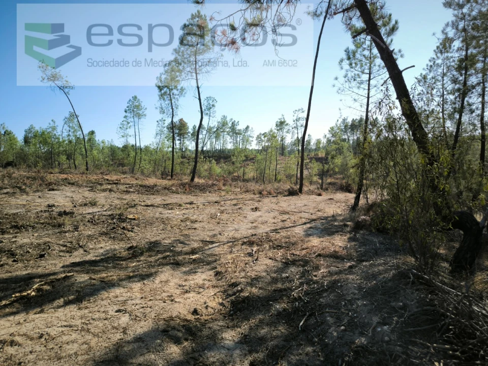 Terreno Agricola ou Rústico para Venda em Sarzedas Foto 3
