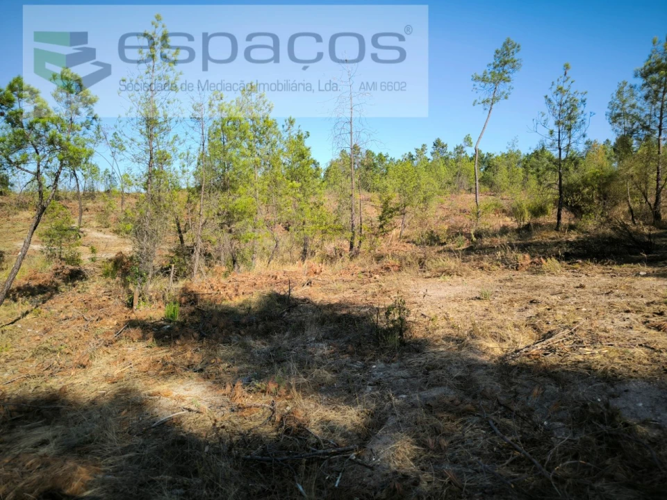 Terreno Agricola ou Rústico para Venda em Sarzedas Foto 4