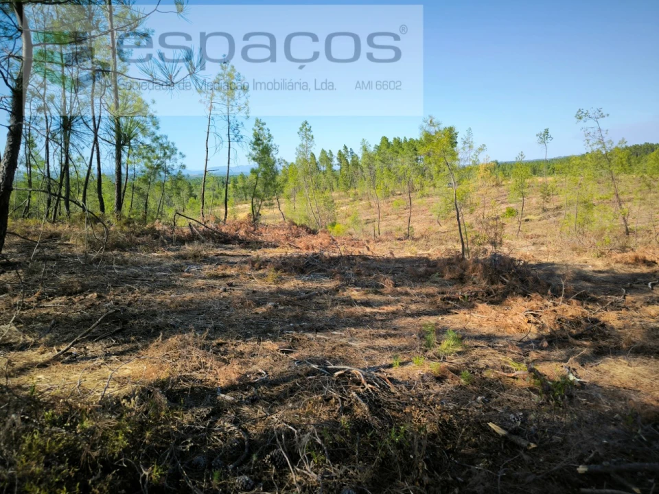 Terreno Agricola ou Rústico para Venda em Sarzedas Foto 5