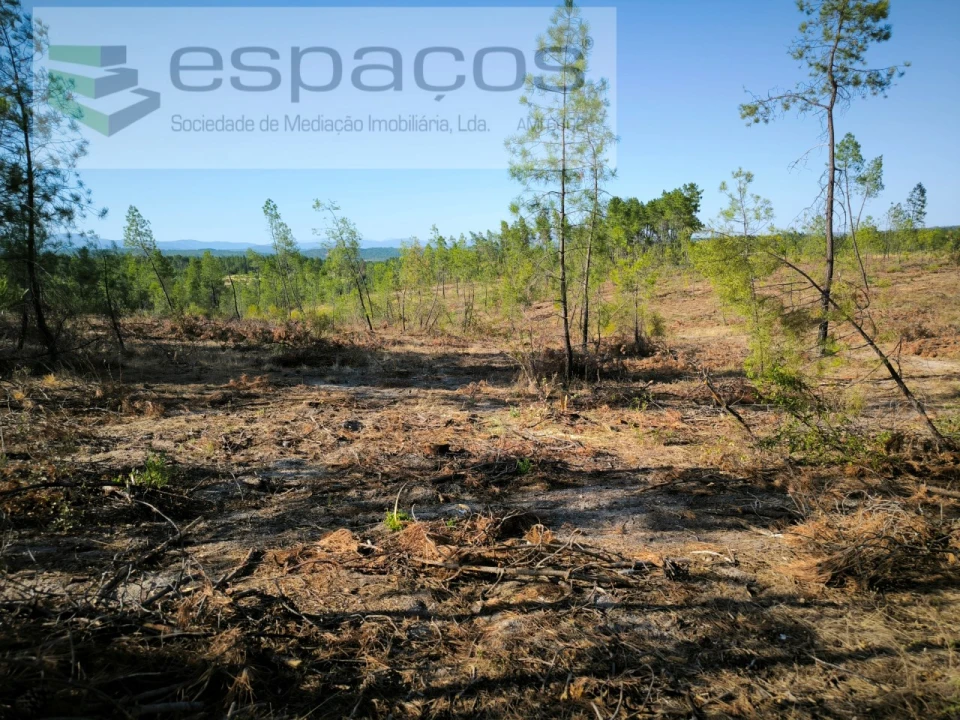 Terreno Agricola ou Rústico para Venda em Sarzedas Foto 6