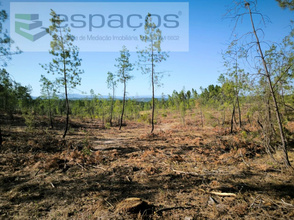 Terreno Agricola ou Rústico para Venda em Sarzedas Foto 7