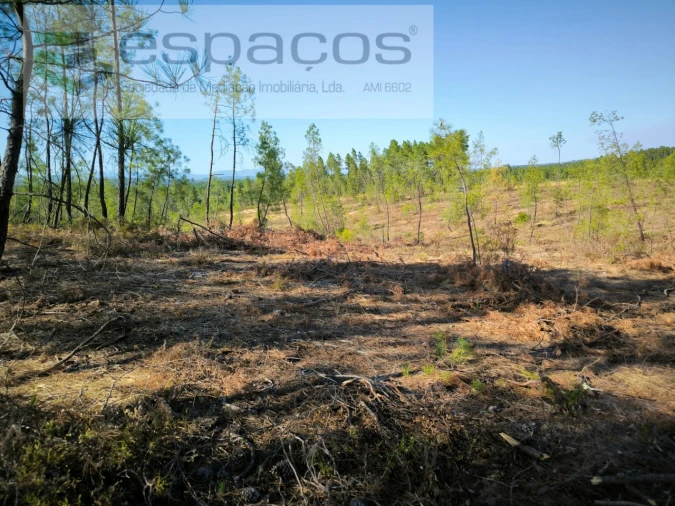 Terreno Agricola ou Rústico para Venda em Sarzedas Foto 5