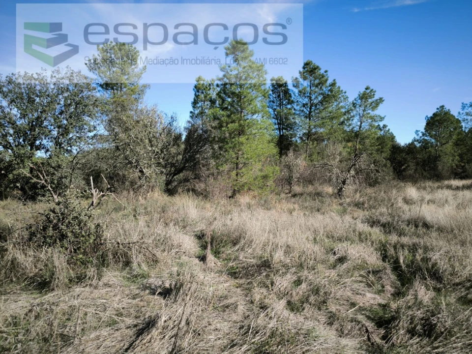 Quinta para Venda em Sarzedas Foto 8