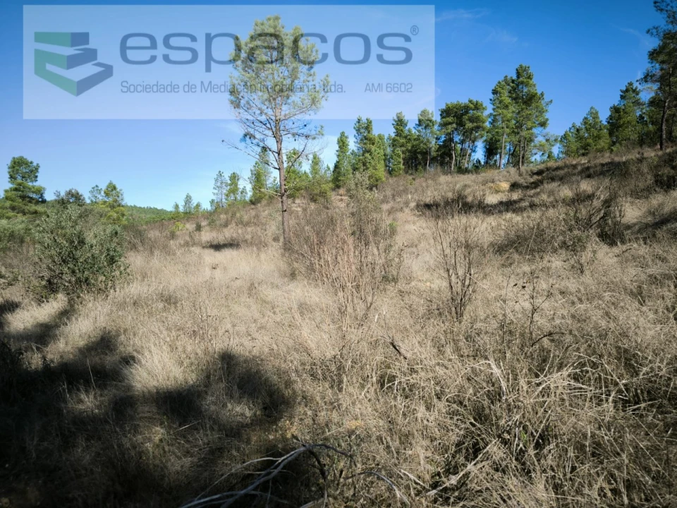 Quinta para Venda em Sarzedas Foto 12