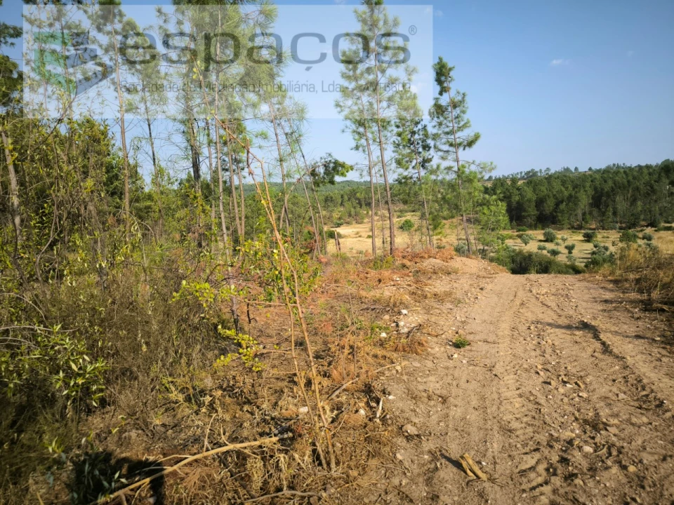 Terreno Agricola ou Rústico para Venda em Sarzedas Foto 5