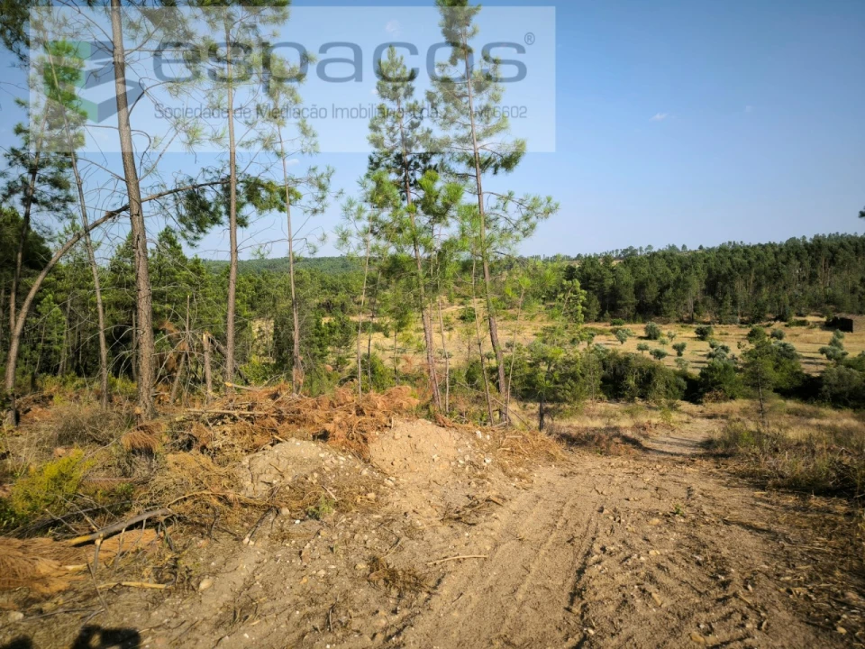 Terreno Agricola ou Rústico para Venda em Sarzedas Foto 6