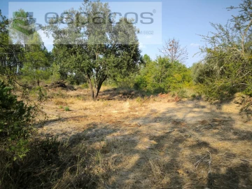 Terreno Agricola ou Rústico para Venda em Sarzedas