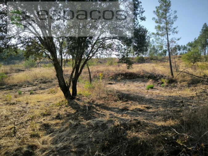 Terreno Agricola ou Rústico para Venda em Sarzedas