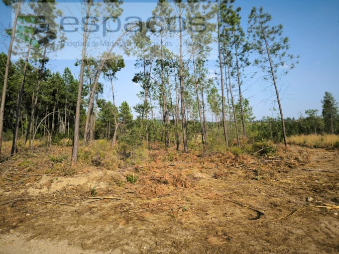 Terreno Agricola ou Rústico para Venda em Sarzedas Foto 7