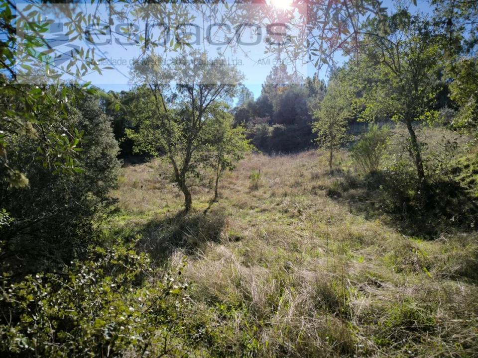 Terreno Agricola ou Rústico para Venda em Castelo Branco Foto 1