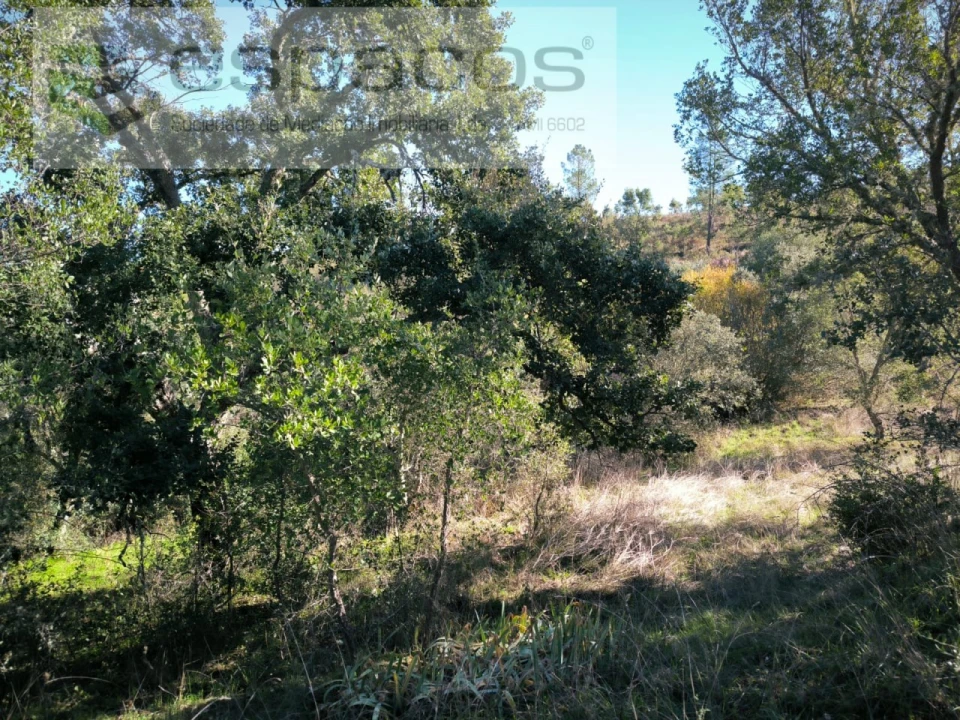 Terreno Agricola ou Rústico para Venda em Castelo Branco Foto 8