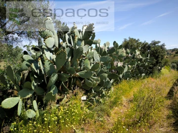 Terreno Agricola ou Rústico para Venda em Castelo Branco