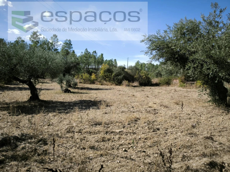 Quinta para Venda em Sarzedas Foto 5