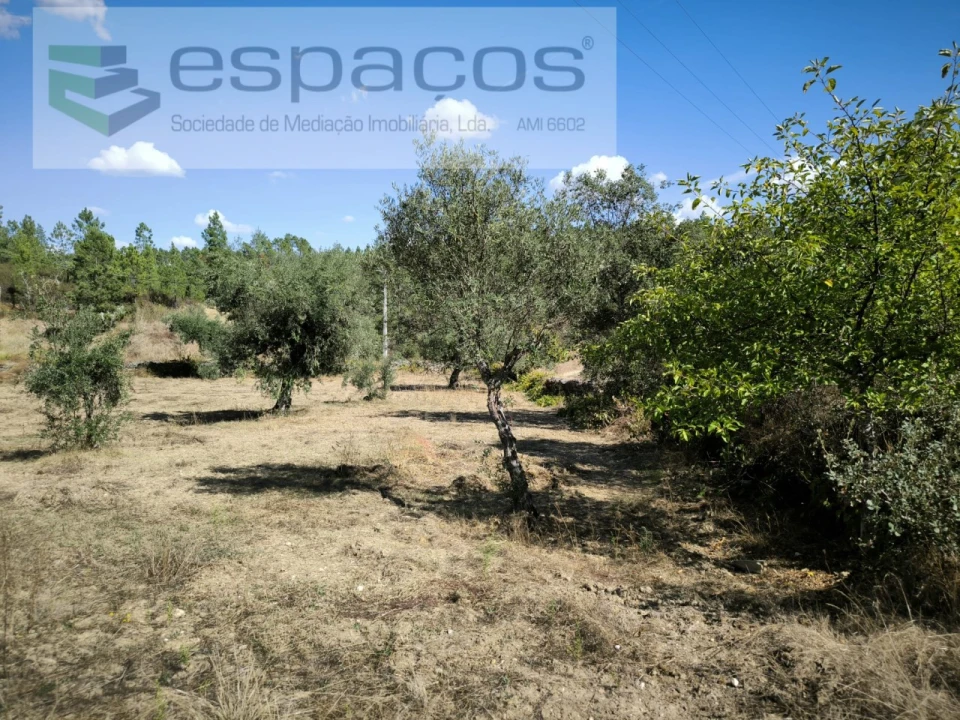 Quinta para Venda em Sarzedas Foto 6