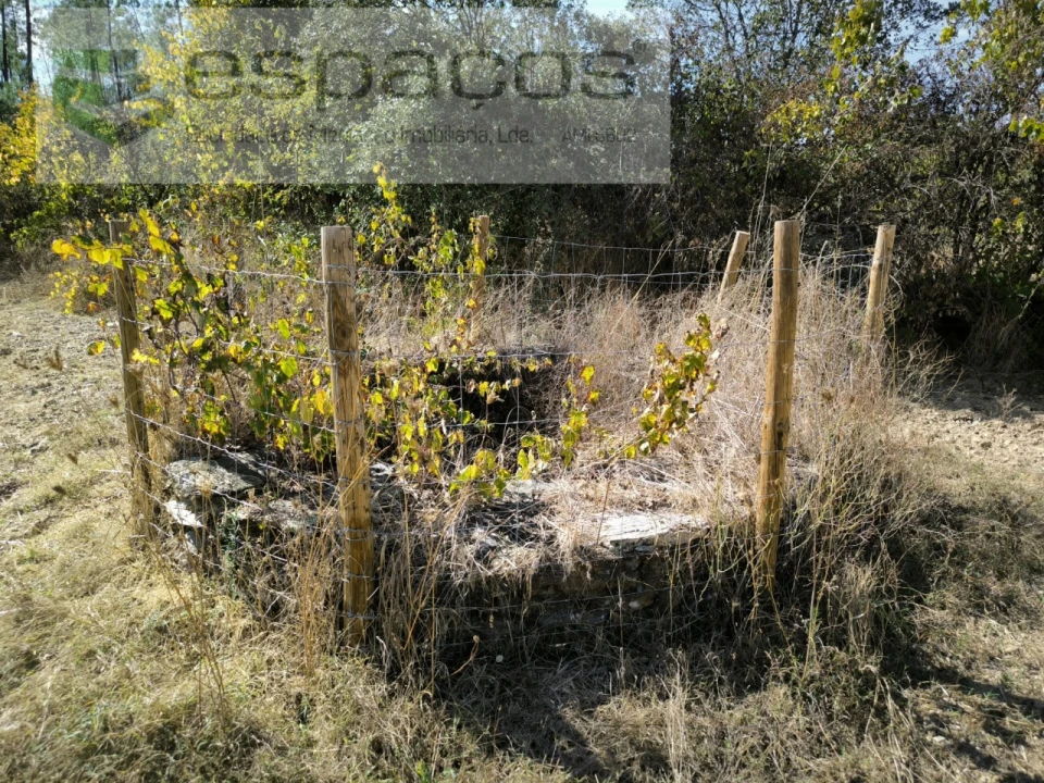 Quinta para Venda em Sarzedas Foto 10