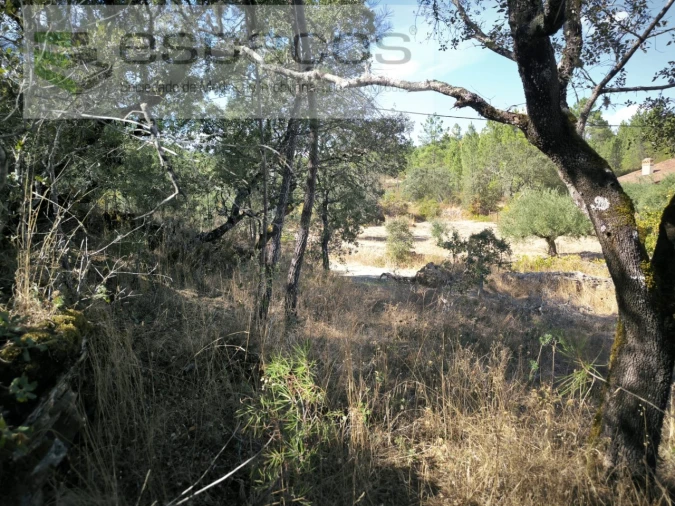 Quinta para Venda em Sarzedas Foto 7