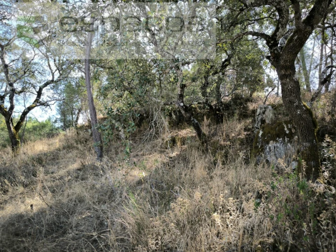 Quinta para Venda em Sarzedas Foto 8