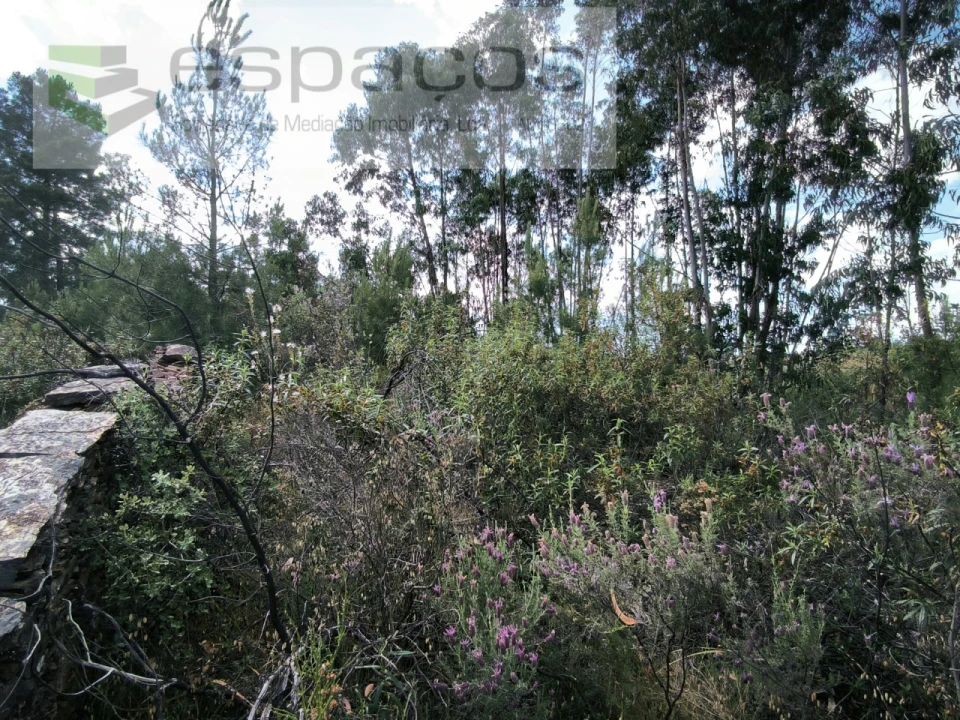 Quinta para Venda em Benquerenças Foto 12