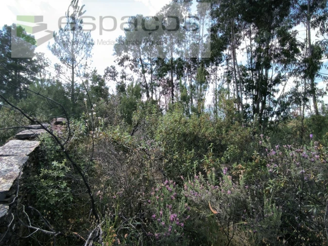 Quinta para Venda em Benquerenças Foto 12