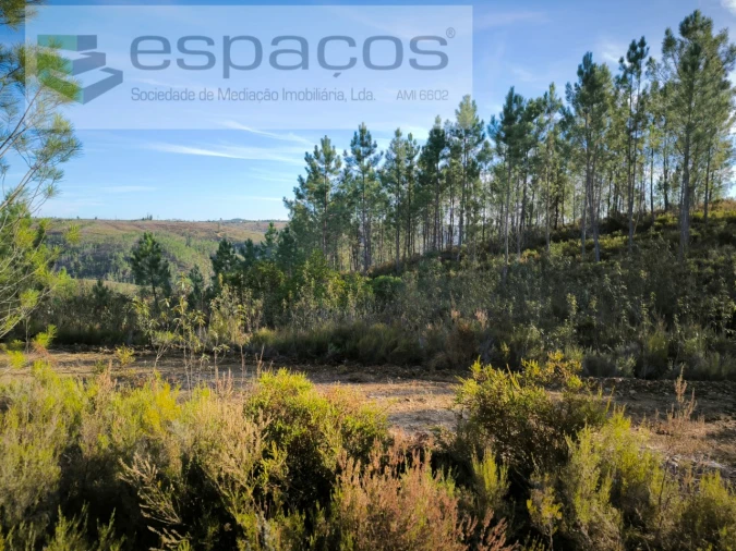 Terreno Agricola ou Rústico para Venda em Sobreira Formosa e Alvito da Beira Foto 3