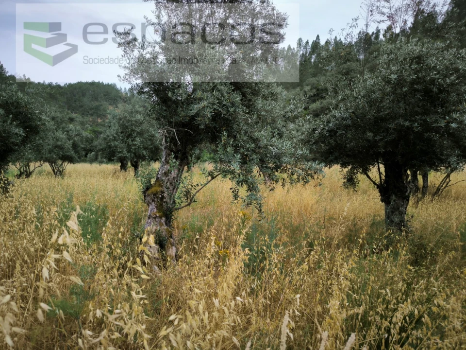 Terreno Agricola ou Rústico para Venda em Freixial e Juncal do Campo Foto 5