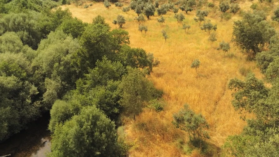 Terreno Agricola ou Rústico para Venda em Freixial e Juncal do Campo