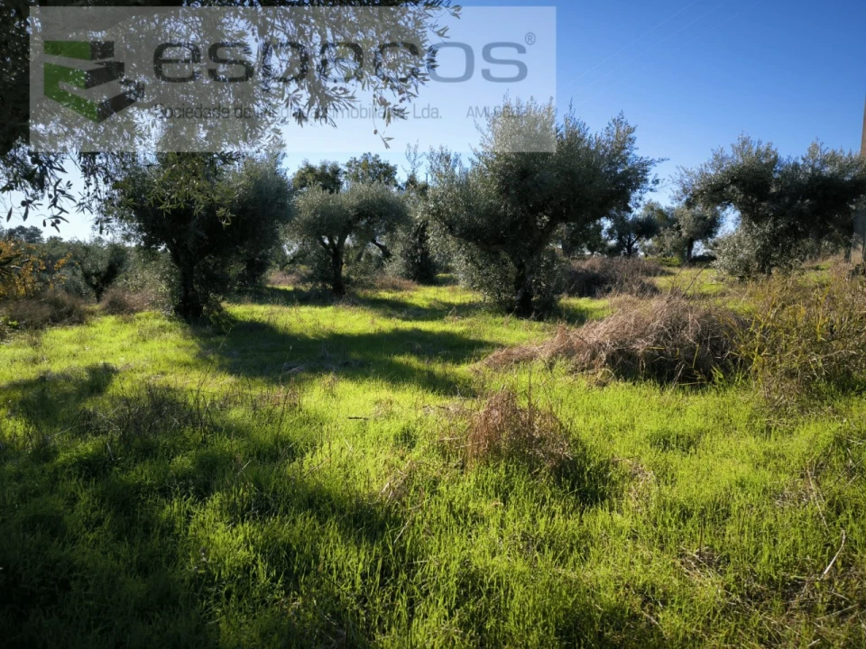 Terreno Agricola ou Rústico para Venda em Salgueiro do Campo Foto 1