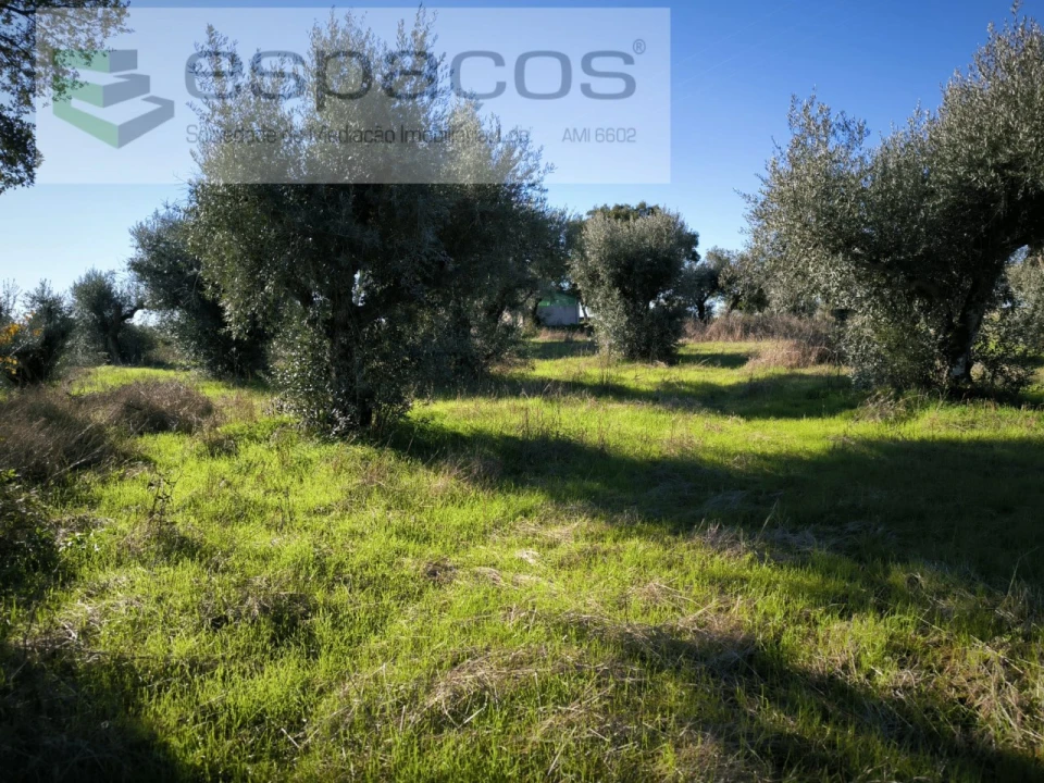 Terreno Agricola ou Rústico para Venda em Salgueiro do Campo Foto 2