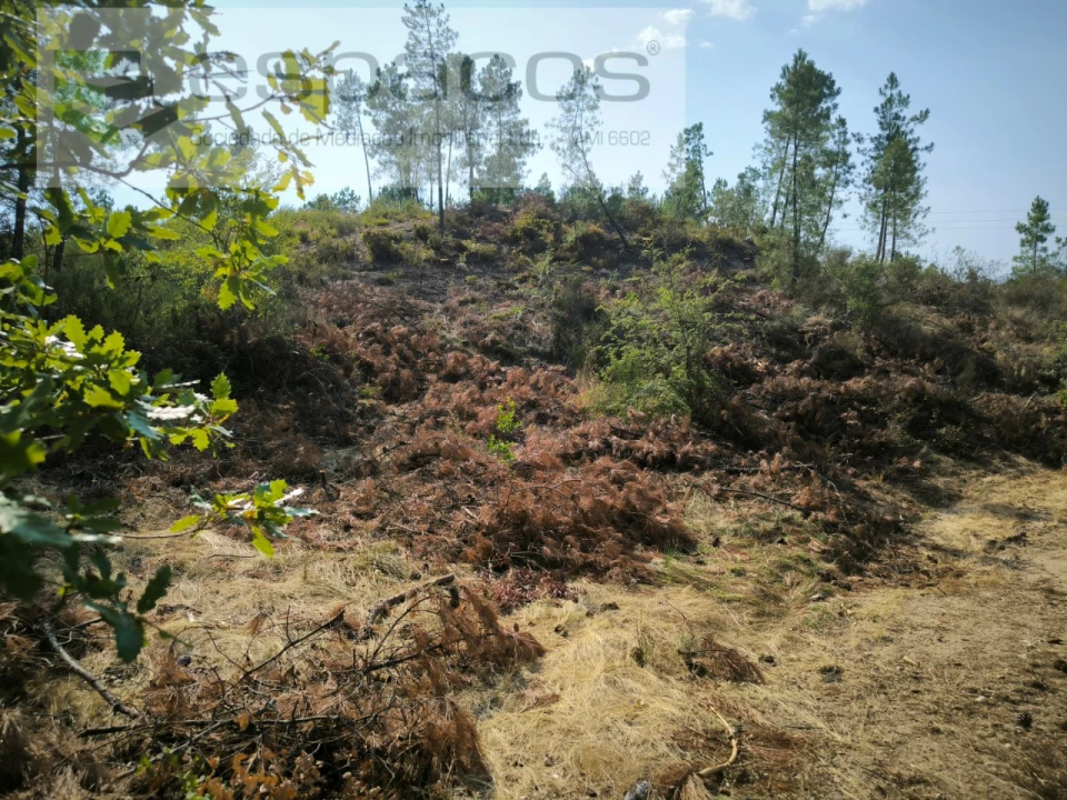 Terreno Agricola ou Rústico para Venda em Sarzedas Foto 5