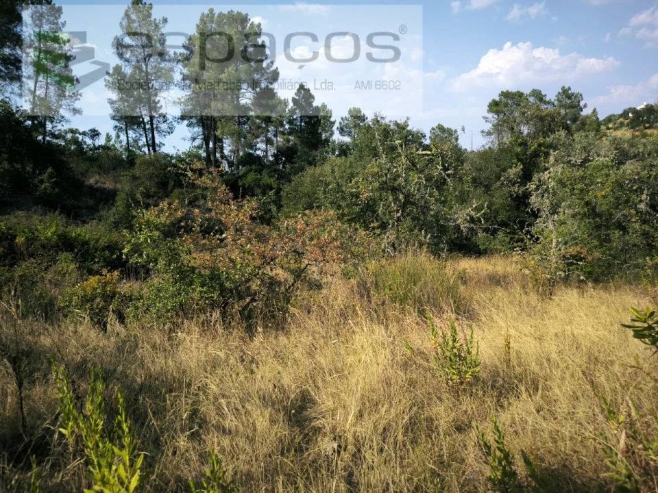 Terreno Agricola ou Rústico para Venda em Sarzedas Foto 11