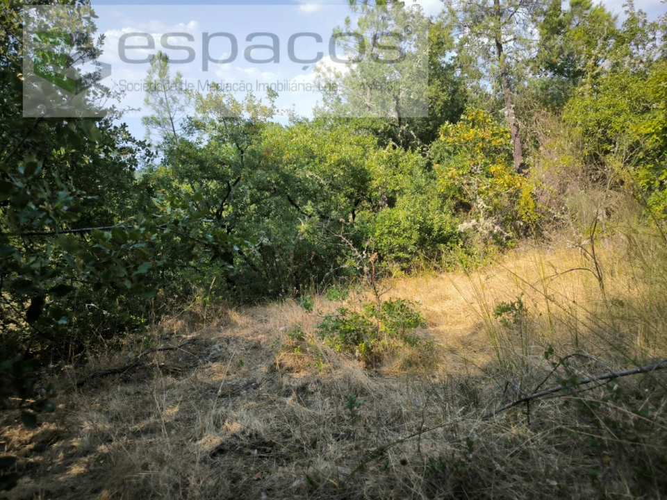 Terreno Agricola ou Rústico para Venda em Sarzedas Foto 12