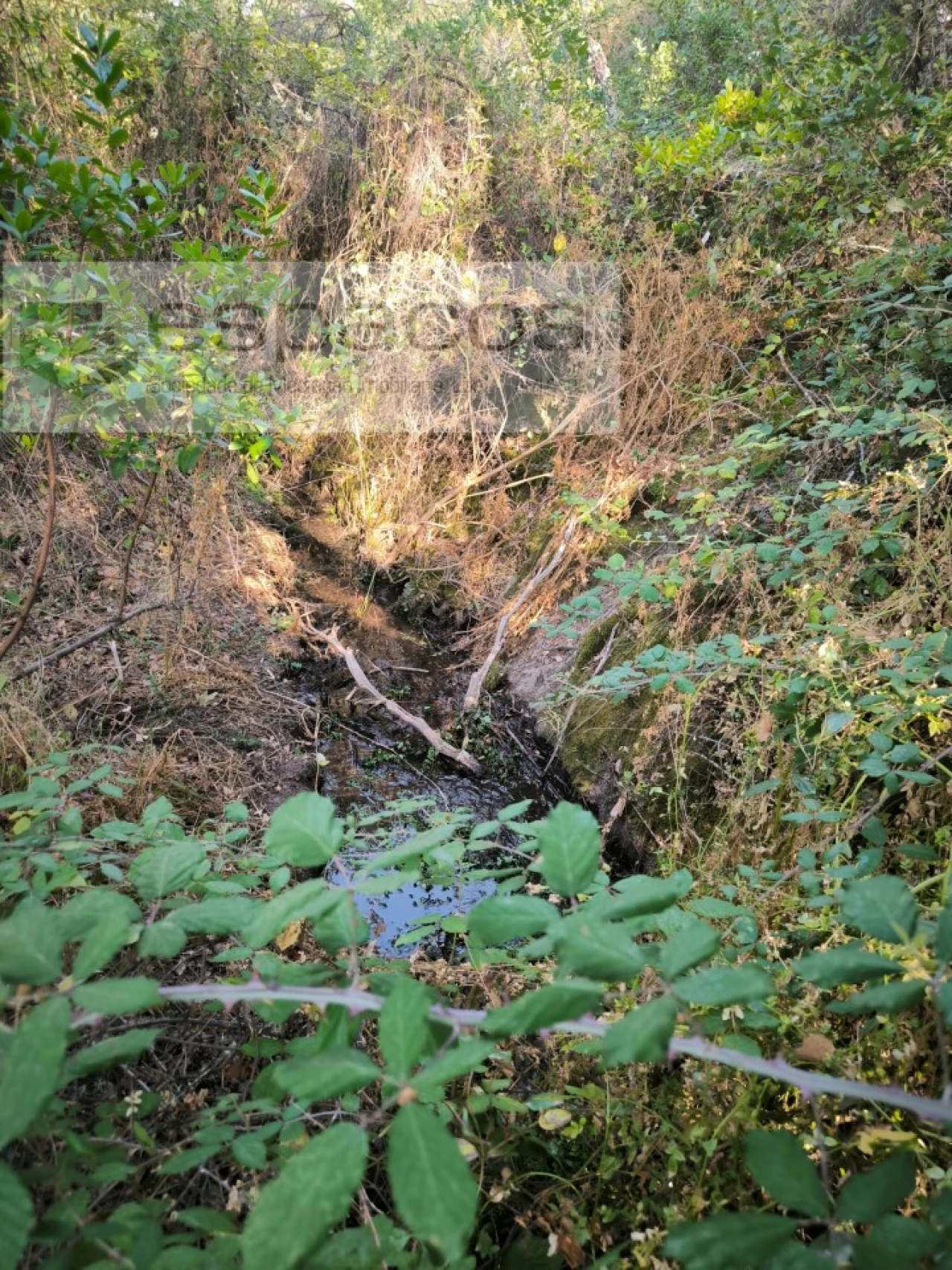Terreno Agricola ou Rústico para Venda em Sarzedas Foto 14