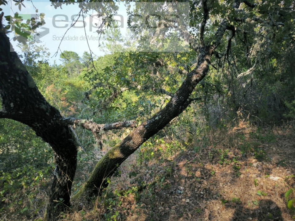 Terreno Agricola ou Rústico para Venda em Sarzedas Foto 15