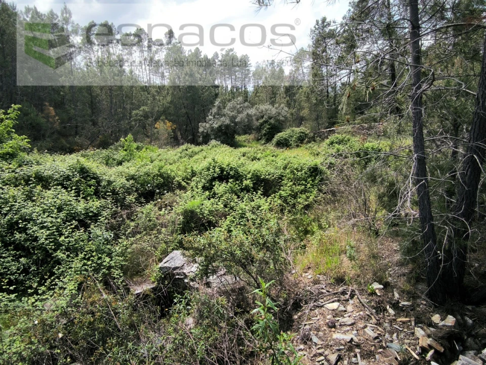 Terreno Agricola ou Rústico para Venda em Sarzedas Foto 4