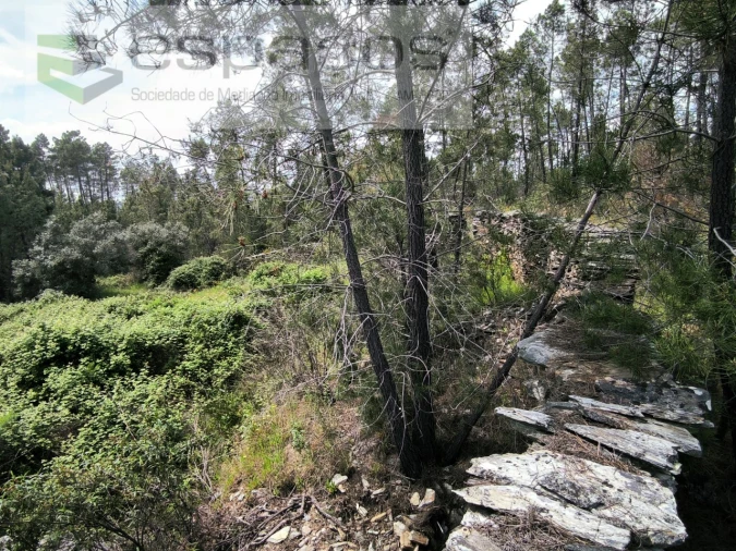 Terreno Agricola ou Rústico para Venda em Sarzedas Foto 2