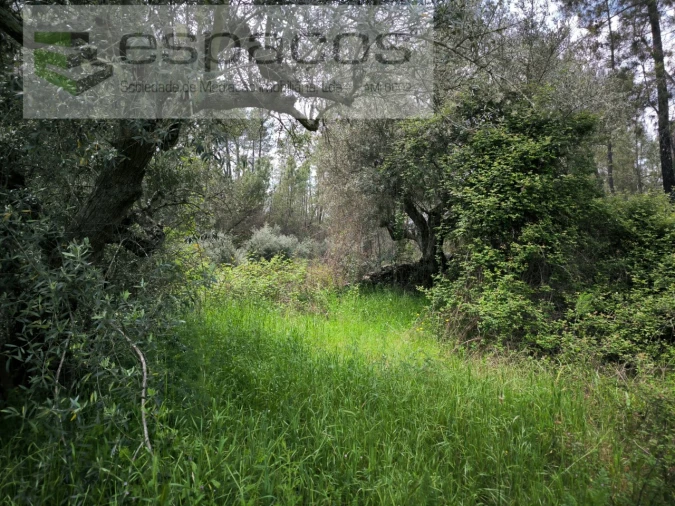 Terreno Agricola ou Rústico para Venda em Sarzedas Foto 5